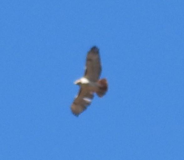 Red-tailed Hawk - ML614797449