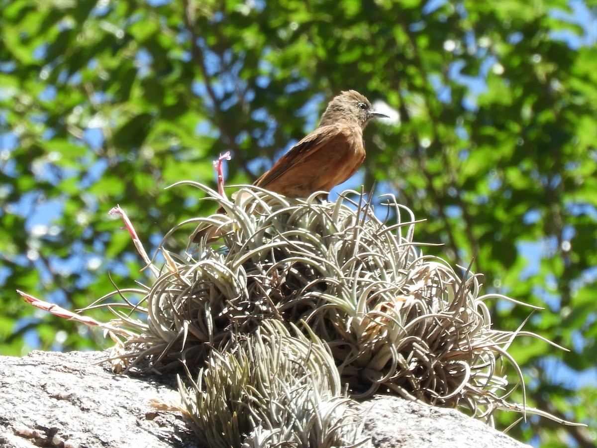 Cliff Flycatcher - ML614797471