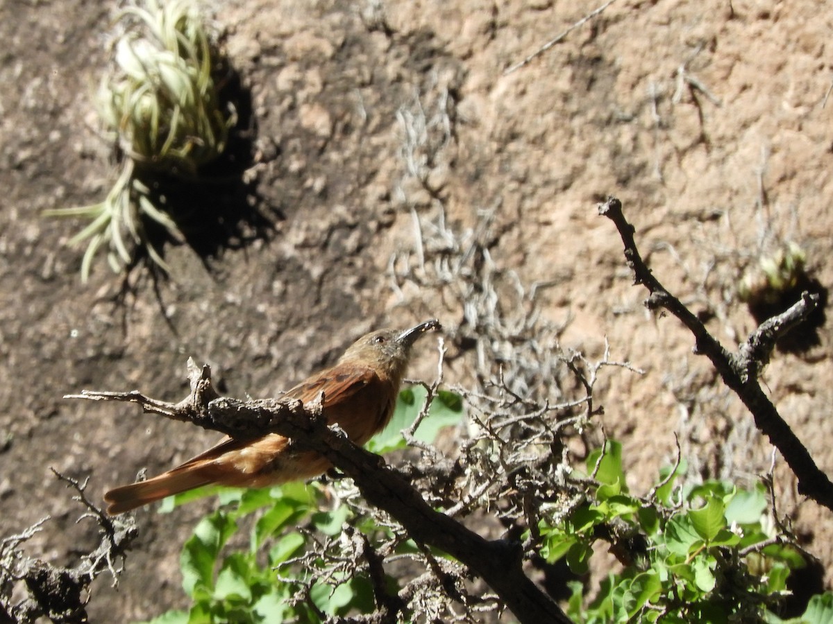 Cliff Flycatcher - ML614797473