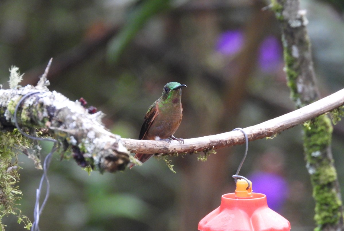 Fawn-breasted Brilliant - ML614797509