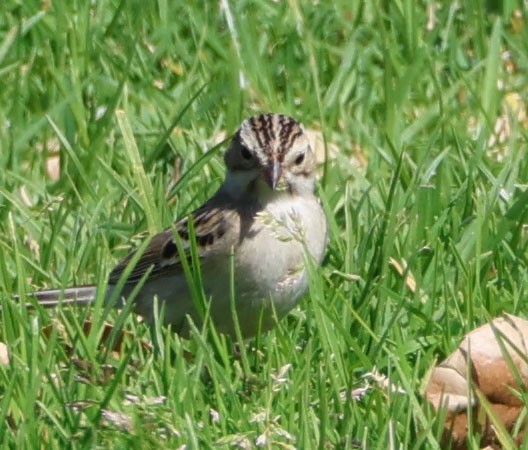 Clay-colored Sparrow - ML614797514