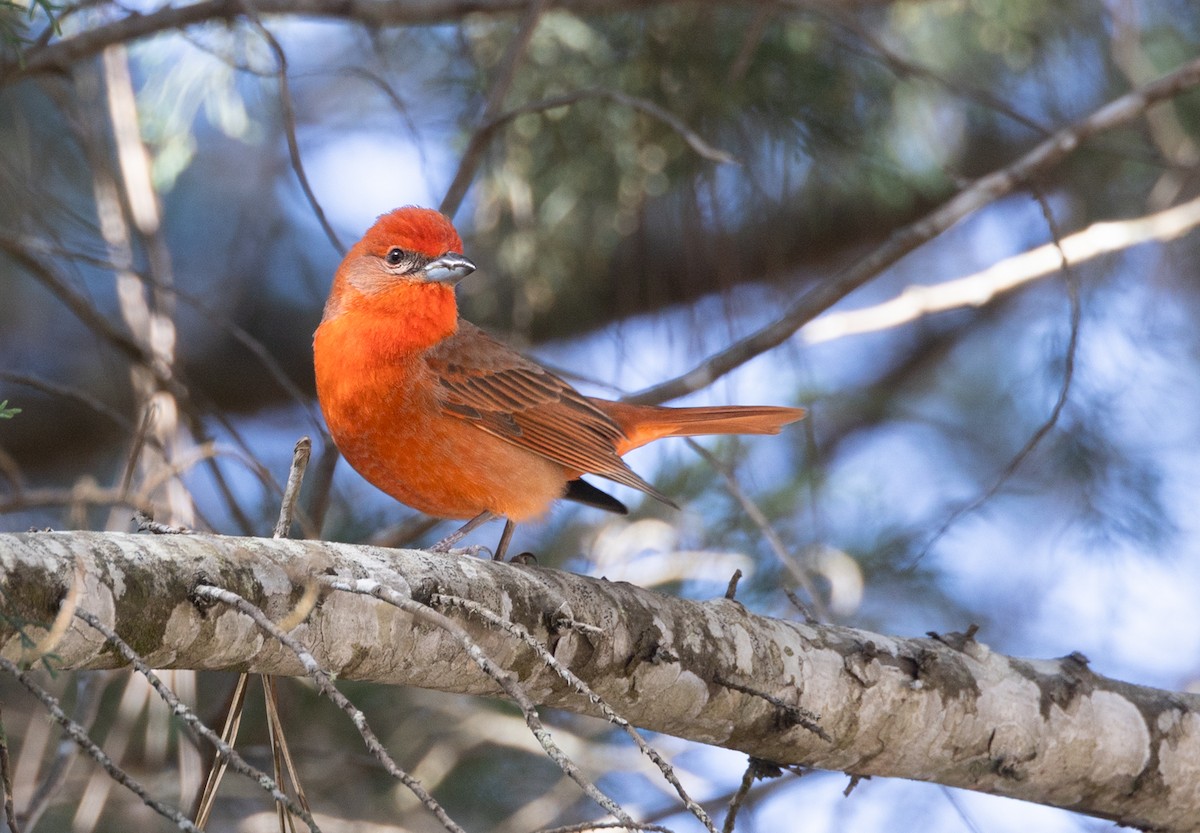 Hepatic Tanager - Sergio Rivero Beneitez