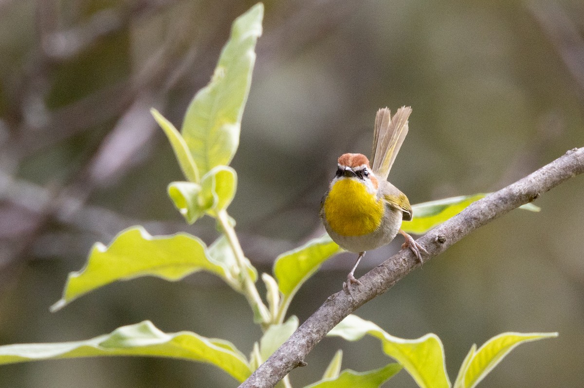 Rufous-capped Warbler - Sergio Rivero Beneitez