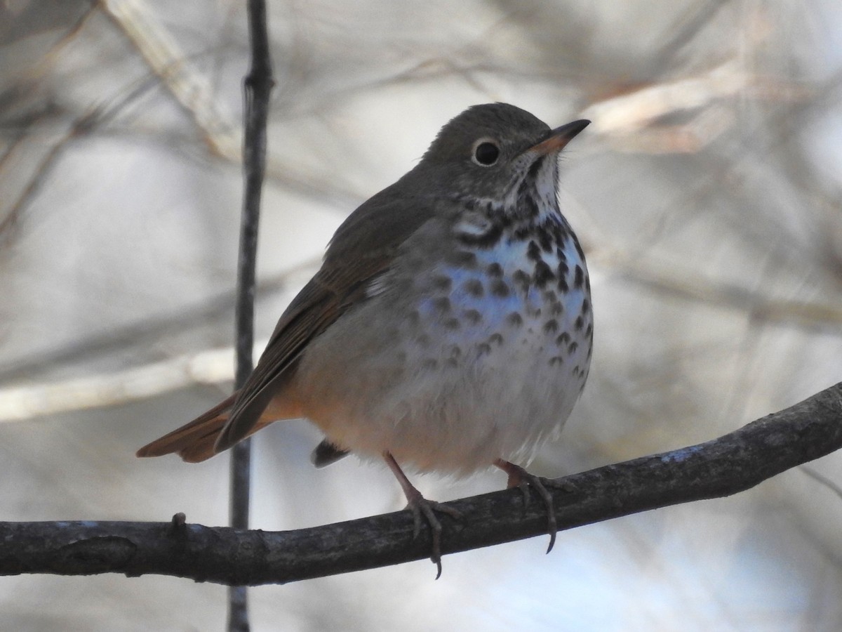 Hermit Thrush - ML614797546