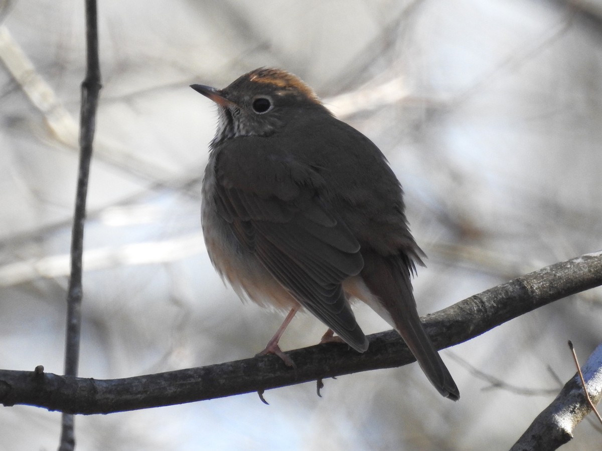 Hermit Thrush - ML614797547