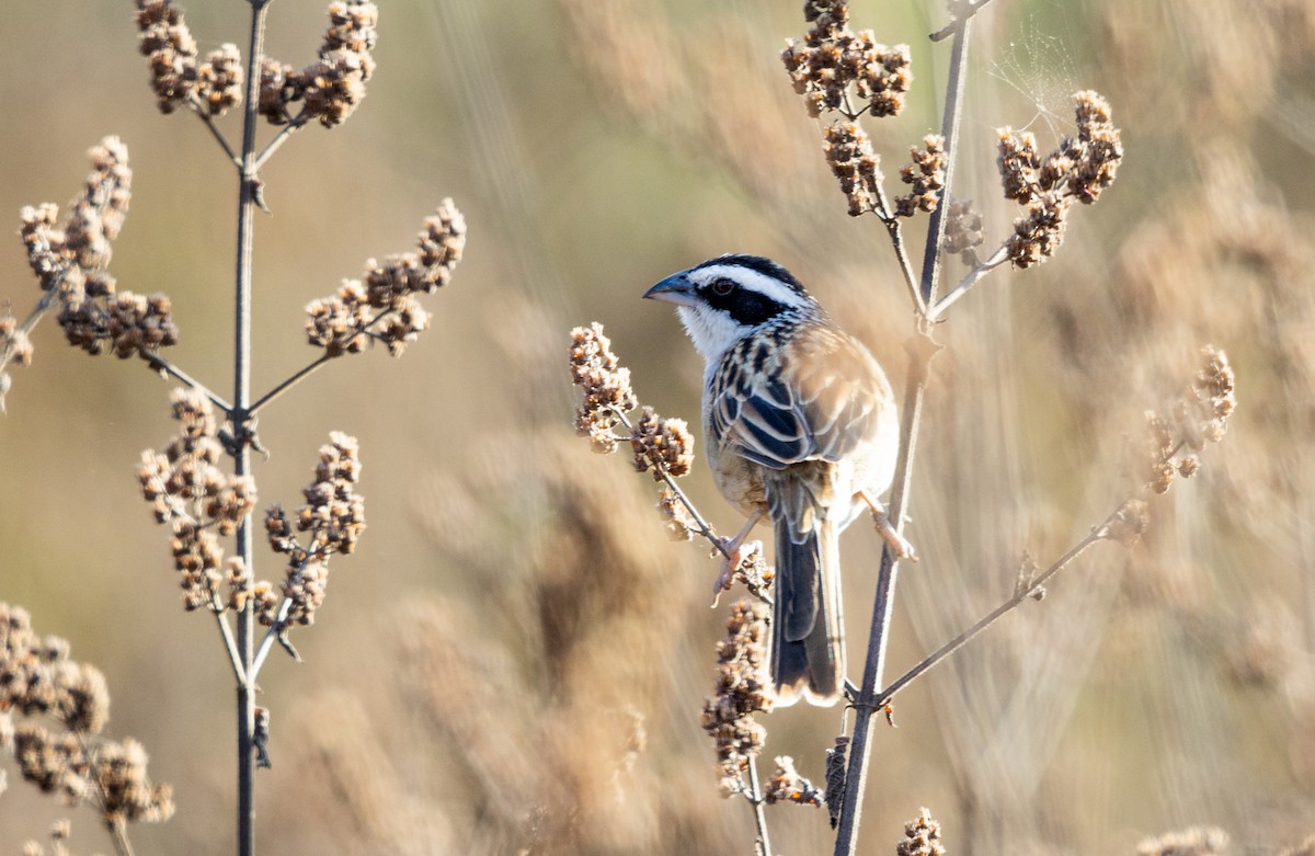 Stripe-headed Sparrow - Sergio Rivero Beneitez