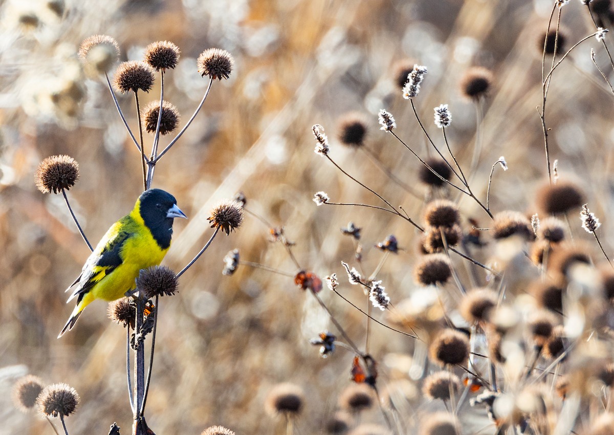 Black-headed Siskin - Sergio Rivero Beneitez