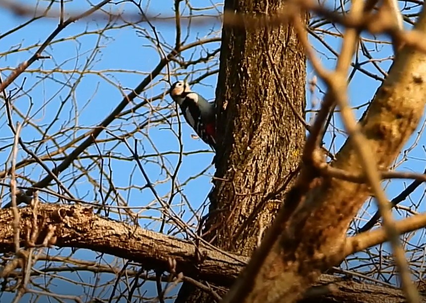 Great Spotted Woodpecker - ML614797554