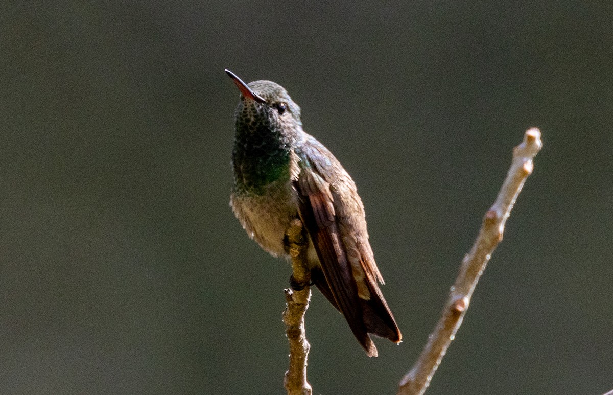 Berylline Hummingbird - Sergio Rivero Beneitez