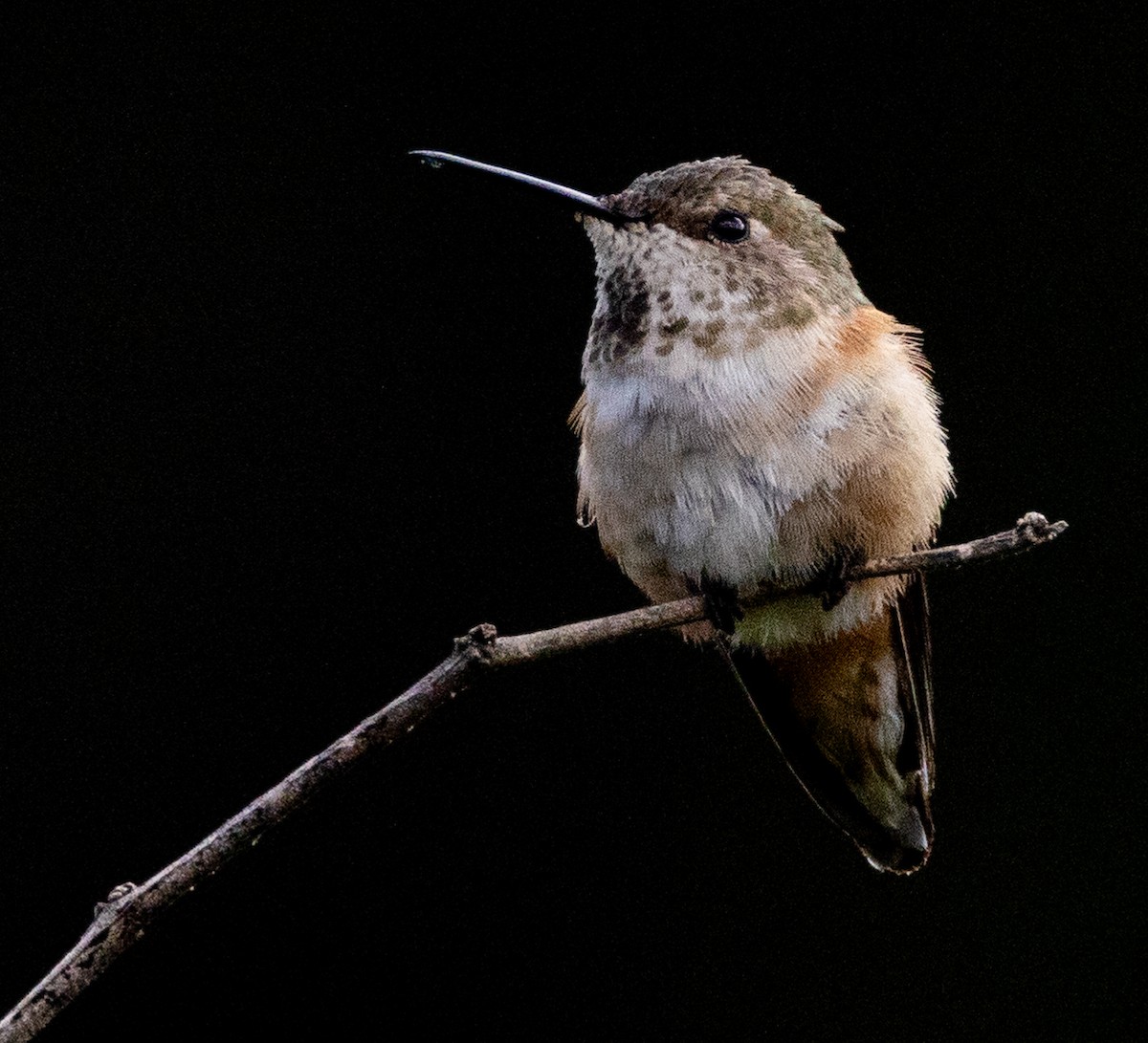 Calliope Hummingbird - Sergio Rivero Beneitez