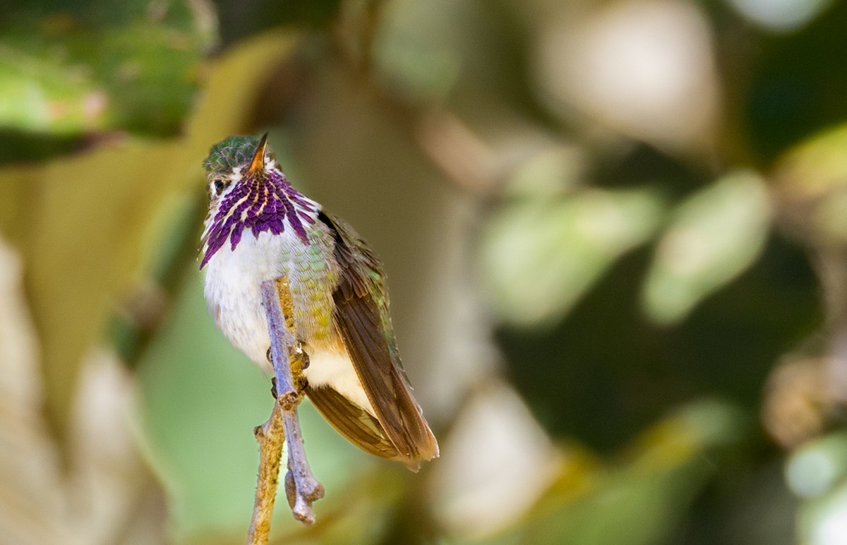 Calliope Hummingbird - Sergio Rivero Beneitez