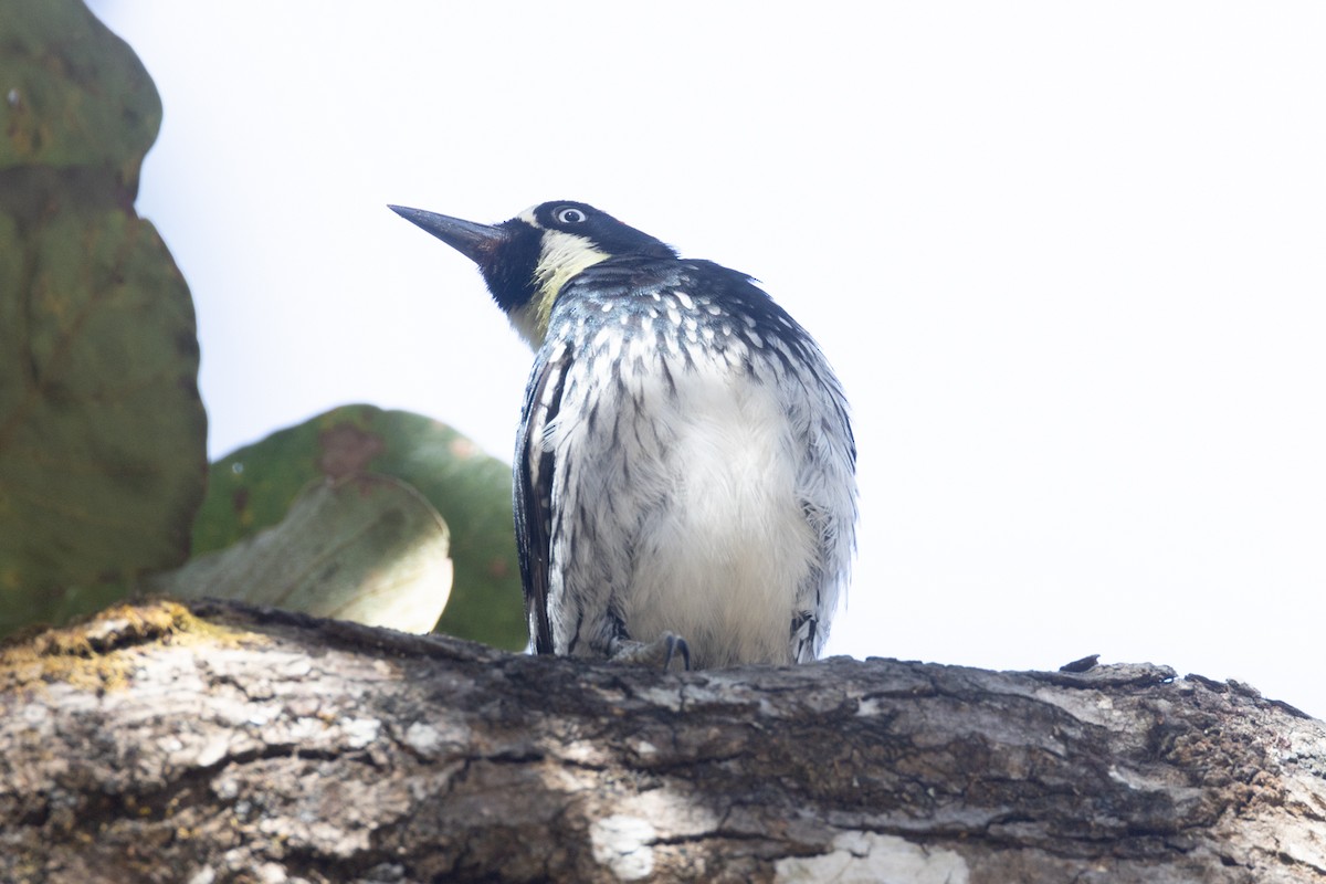 Acorn Woodpecker - Sergio Rivero Beneitez