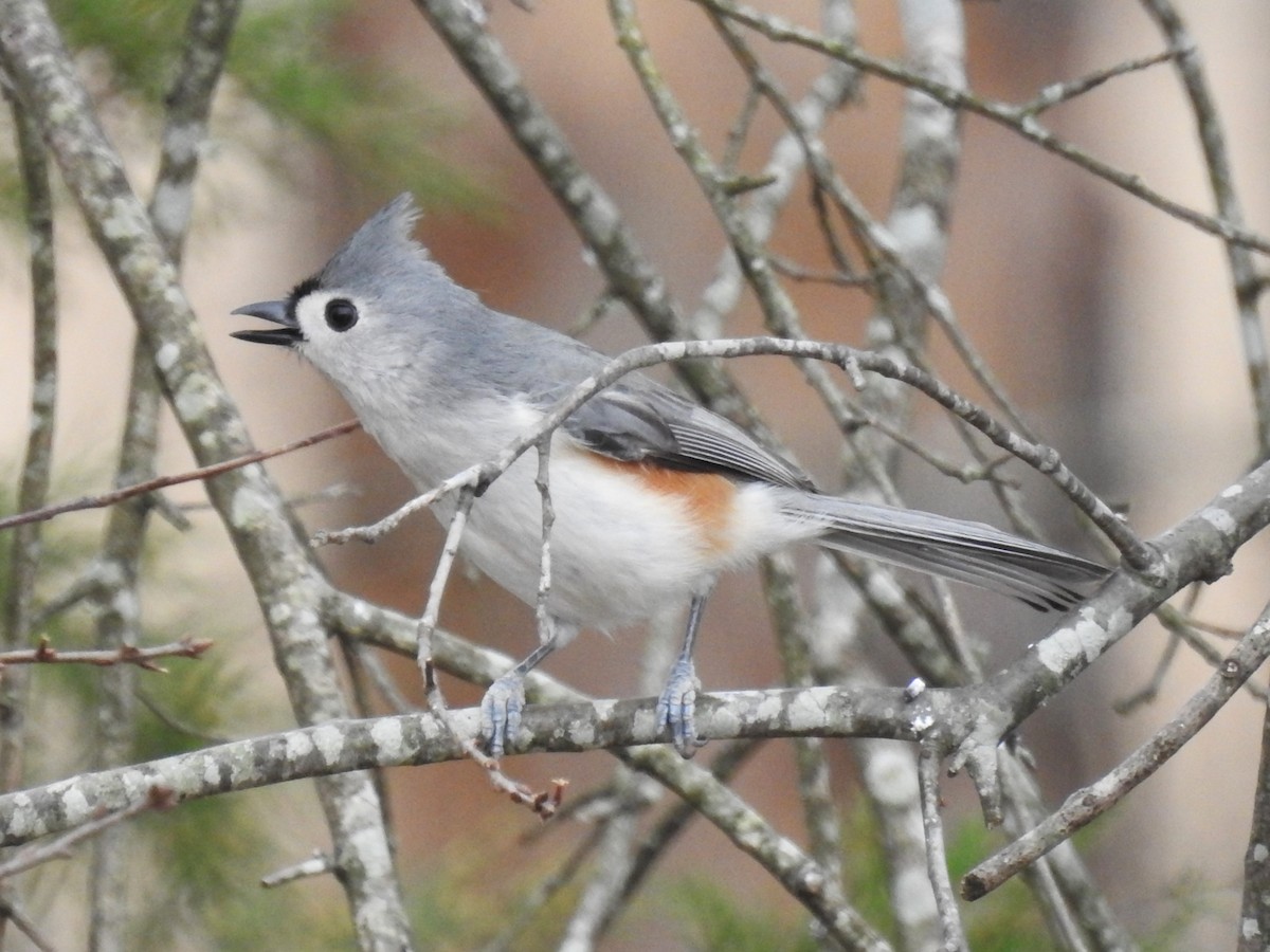 Tufted Titmouse - ML614797612