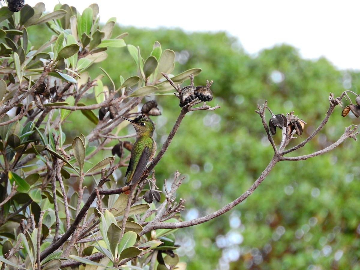 Green-backed Firecrown - Cristian Bravo