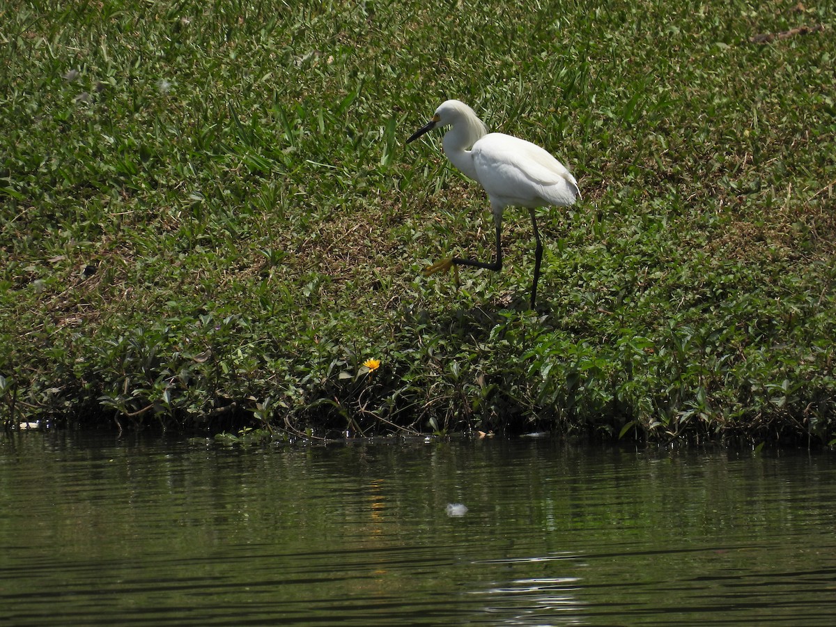 Snowy Egret - ML614797697