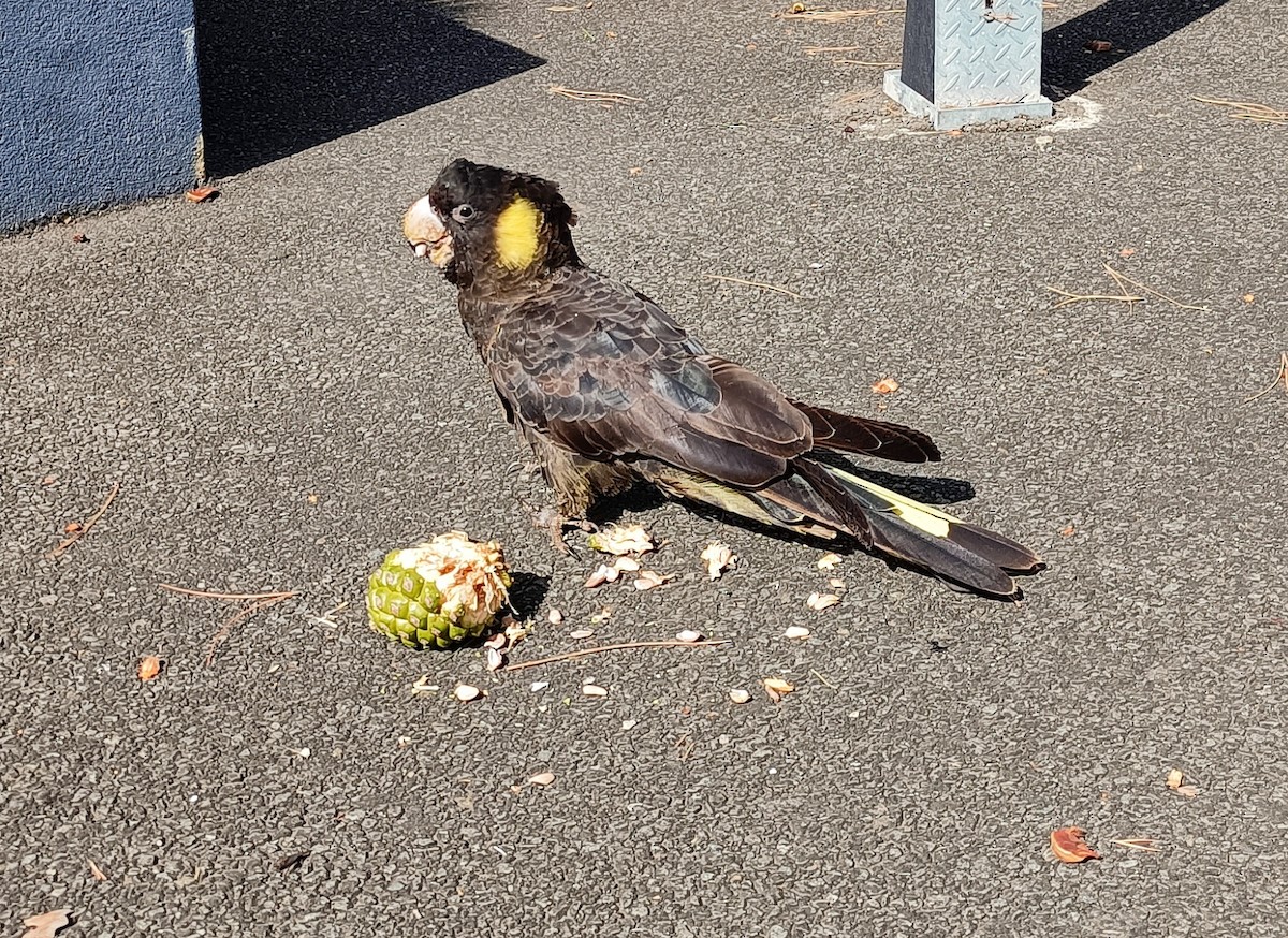 Yellow-tailed Black-Cockatoo - ML614797784