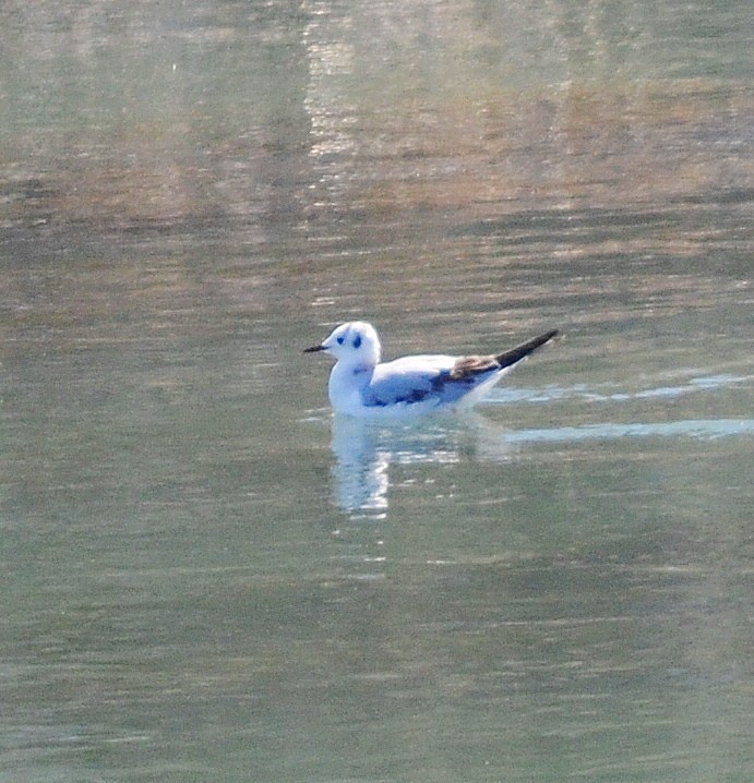 Bonaparte's Gull - ML614797886