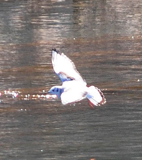 Bonaparte's Gull - ML614797888