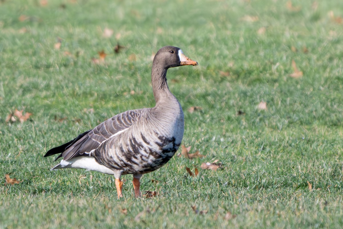 Greater White-fronted Goose - Nadine Bluemel