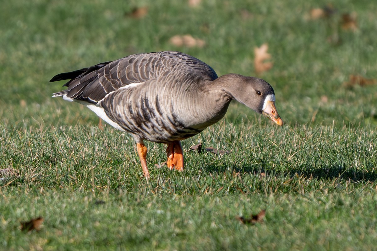 Greater White-fronted Goose - ML614797901