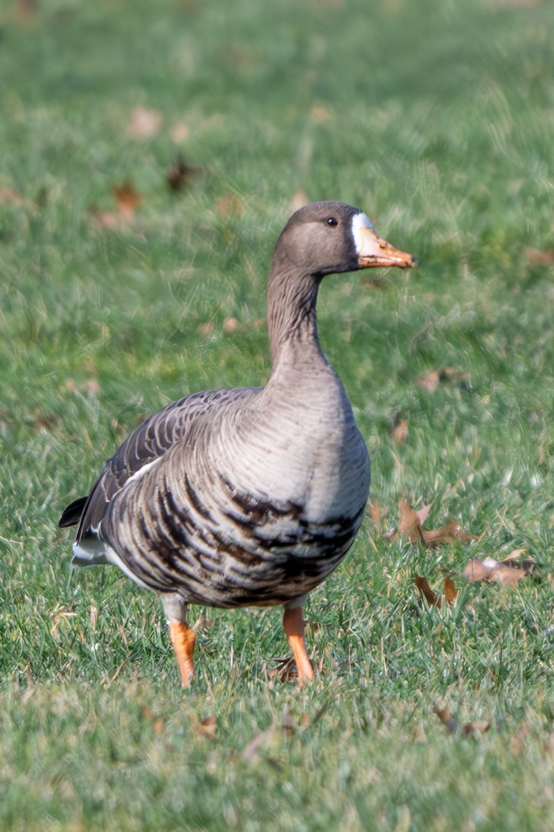 Greater White-fronted Goose - ML614797902