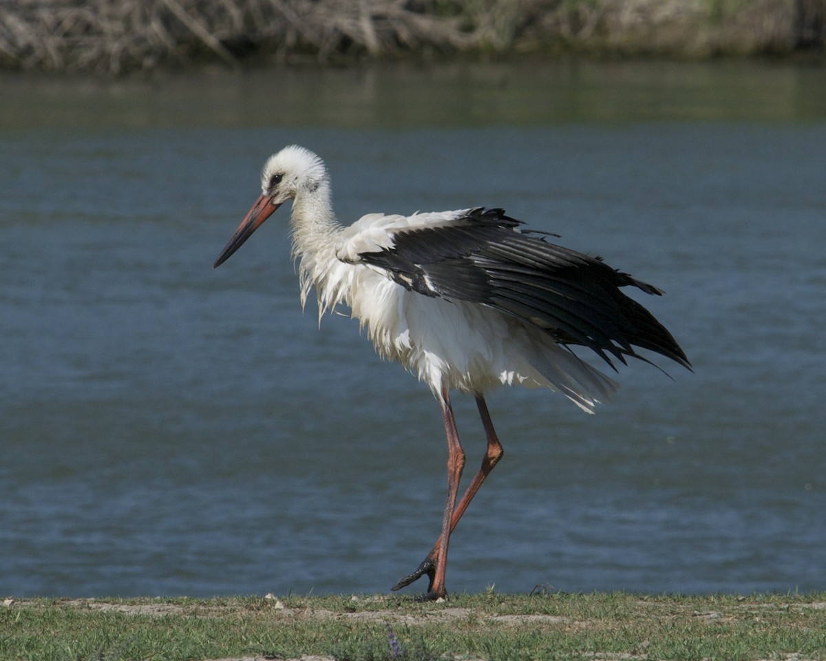 Cigogne blanche - ML614797914