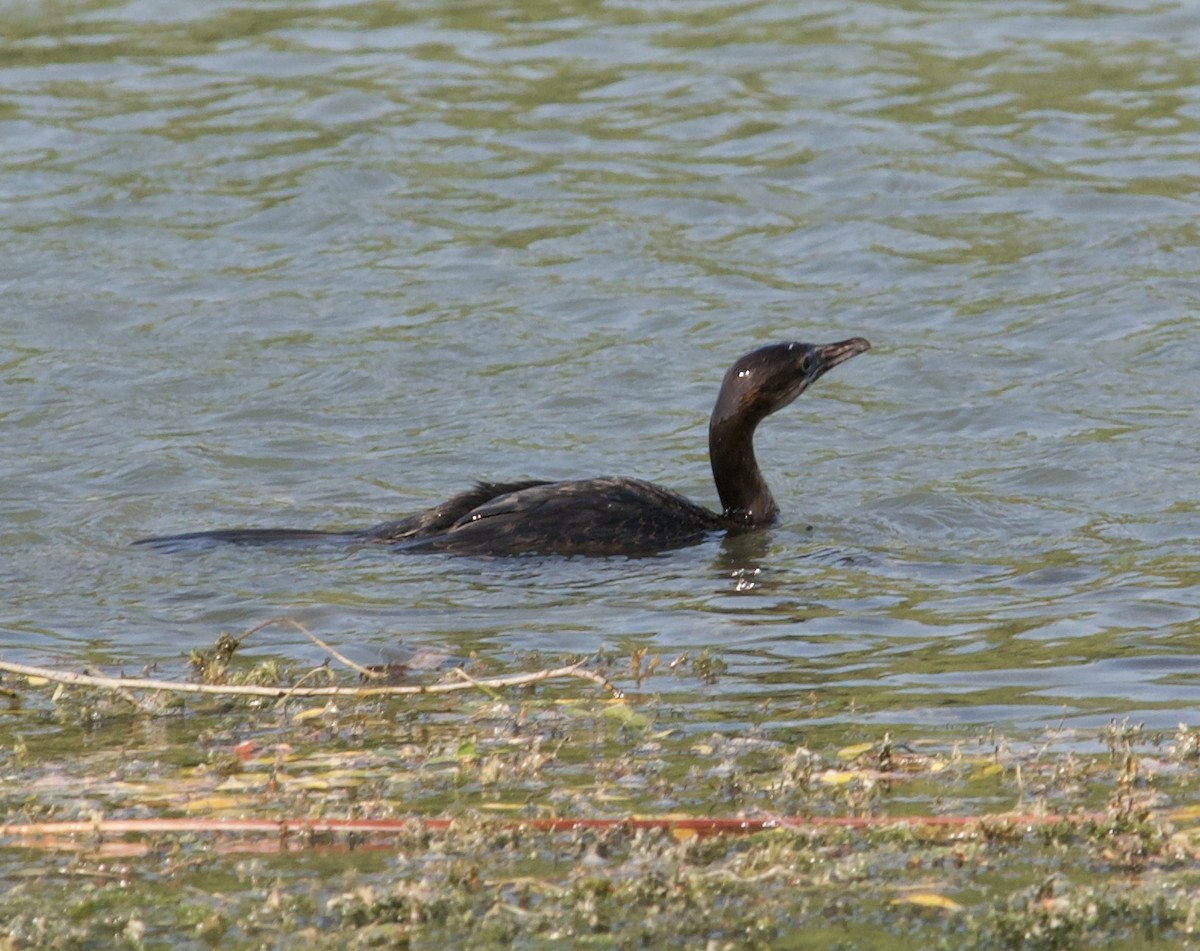 Pygmy Cormorant - Greg Hudson