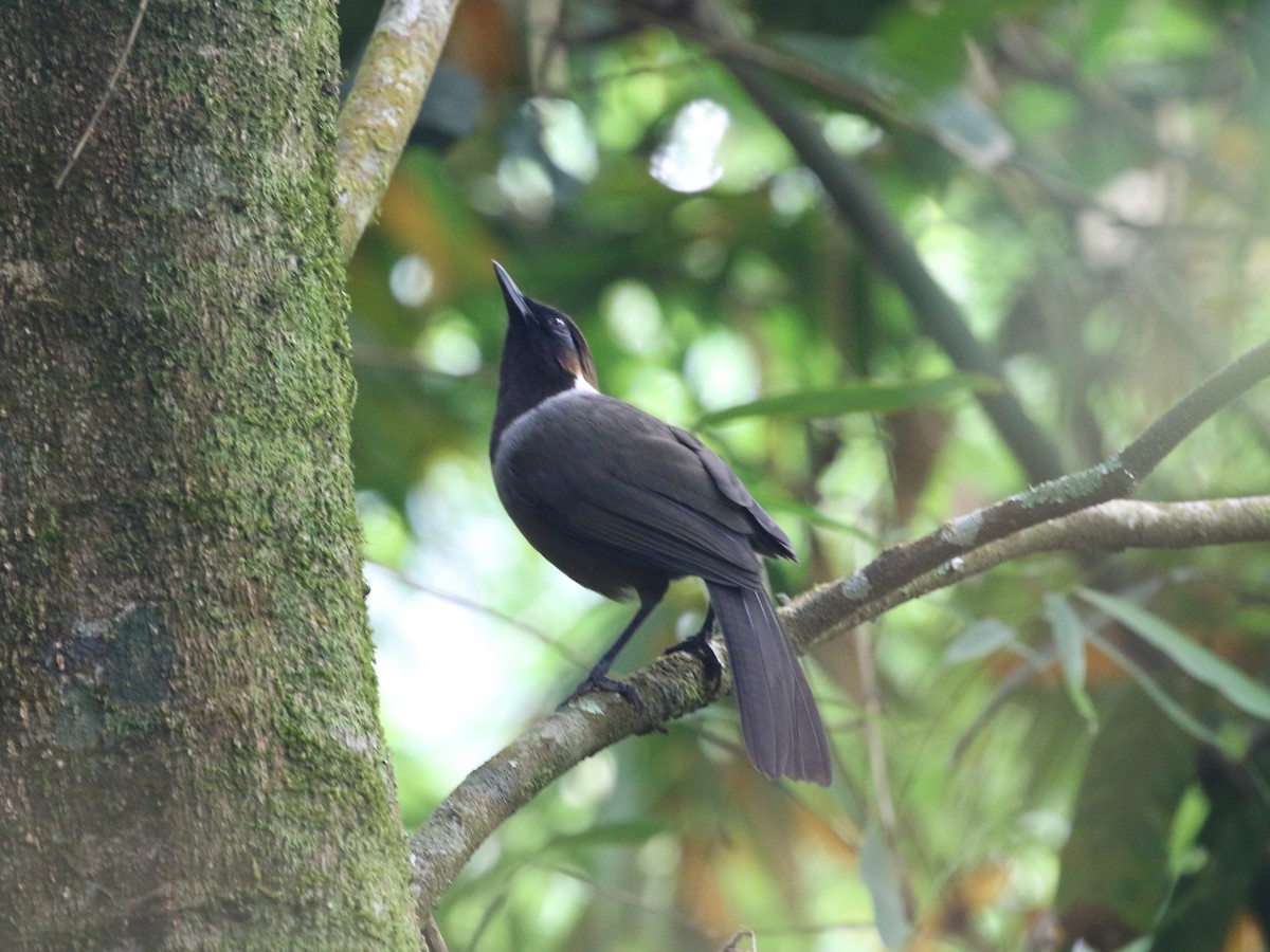 White-necked Laughingthrush - ML614797969