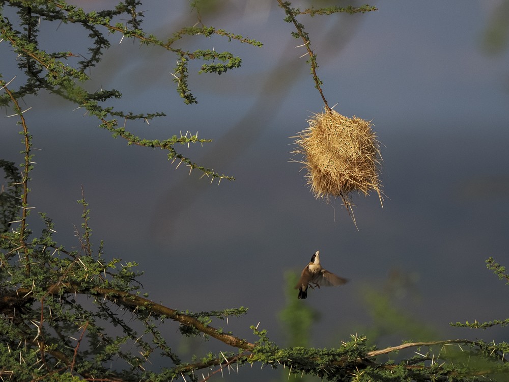 Black-capped Social-Weaver - ML614797972