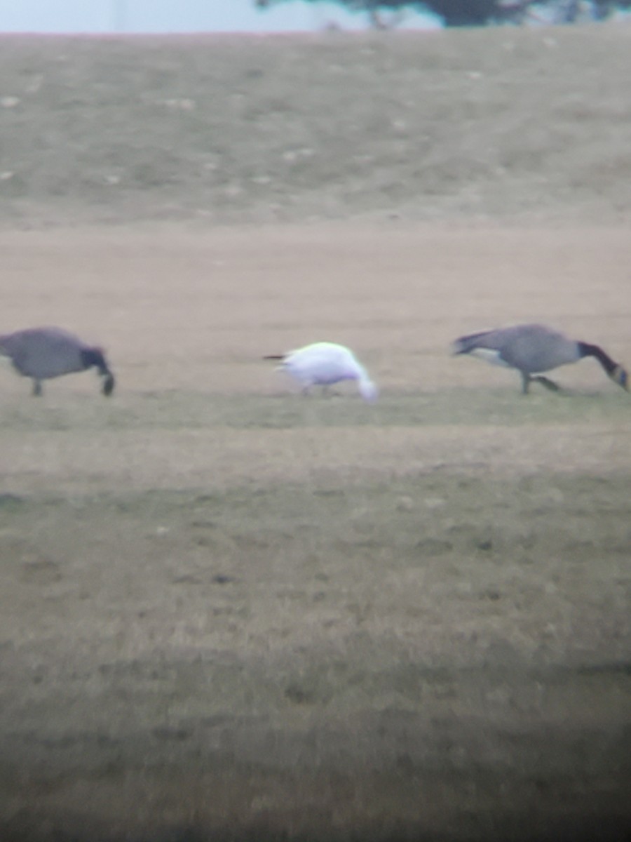 Snow Goose - Dan Boyden