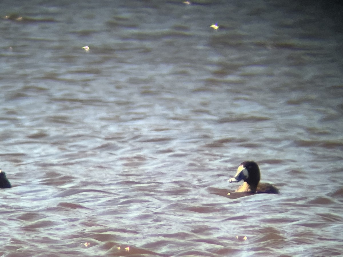 Greater/Lesser Scaup - Jake Zadik