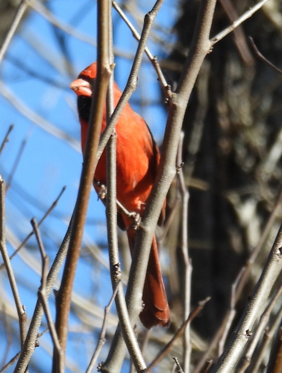 Northern Cardinal - ML614798127