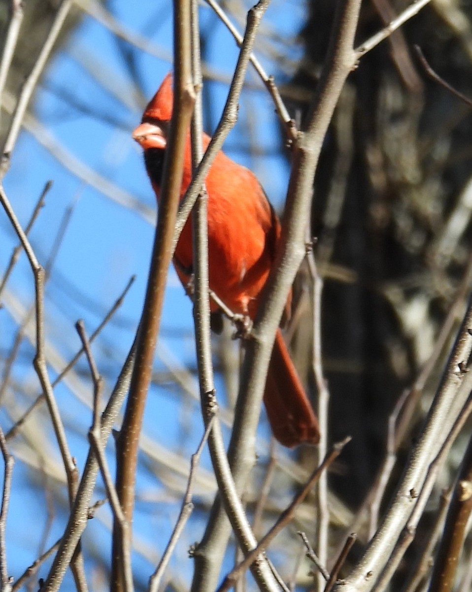 Cardinal rouge - ML614798129