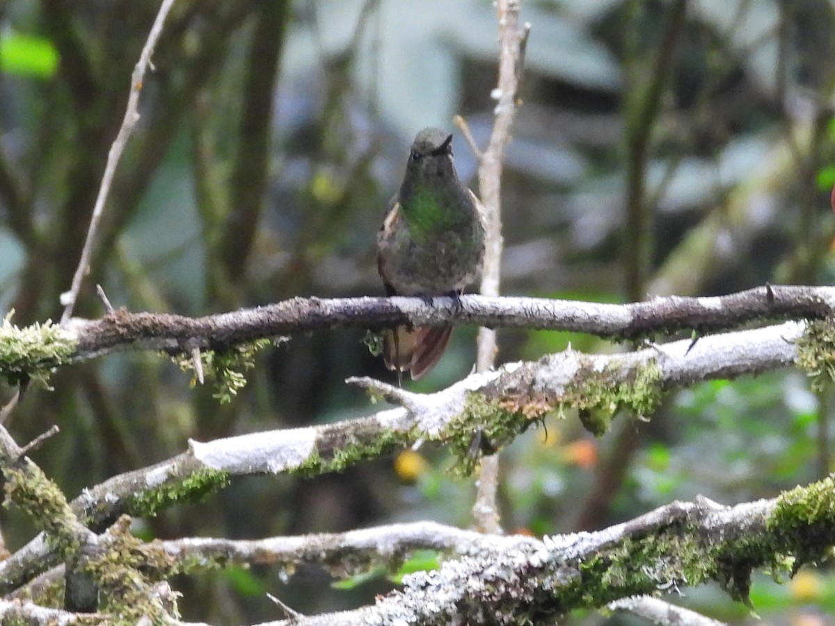 Buff-tailed Coronet - ML614798148