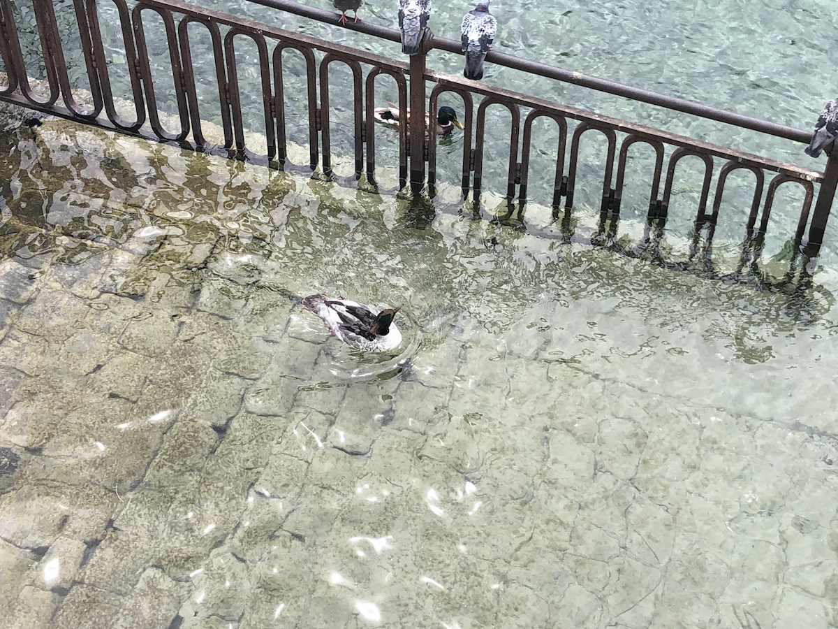 Common Merganser (Eurasian) - ML614798204