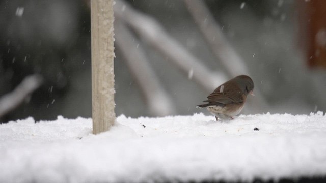 Dark-eyed Junco (cismontanus) - ML614798239