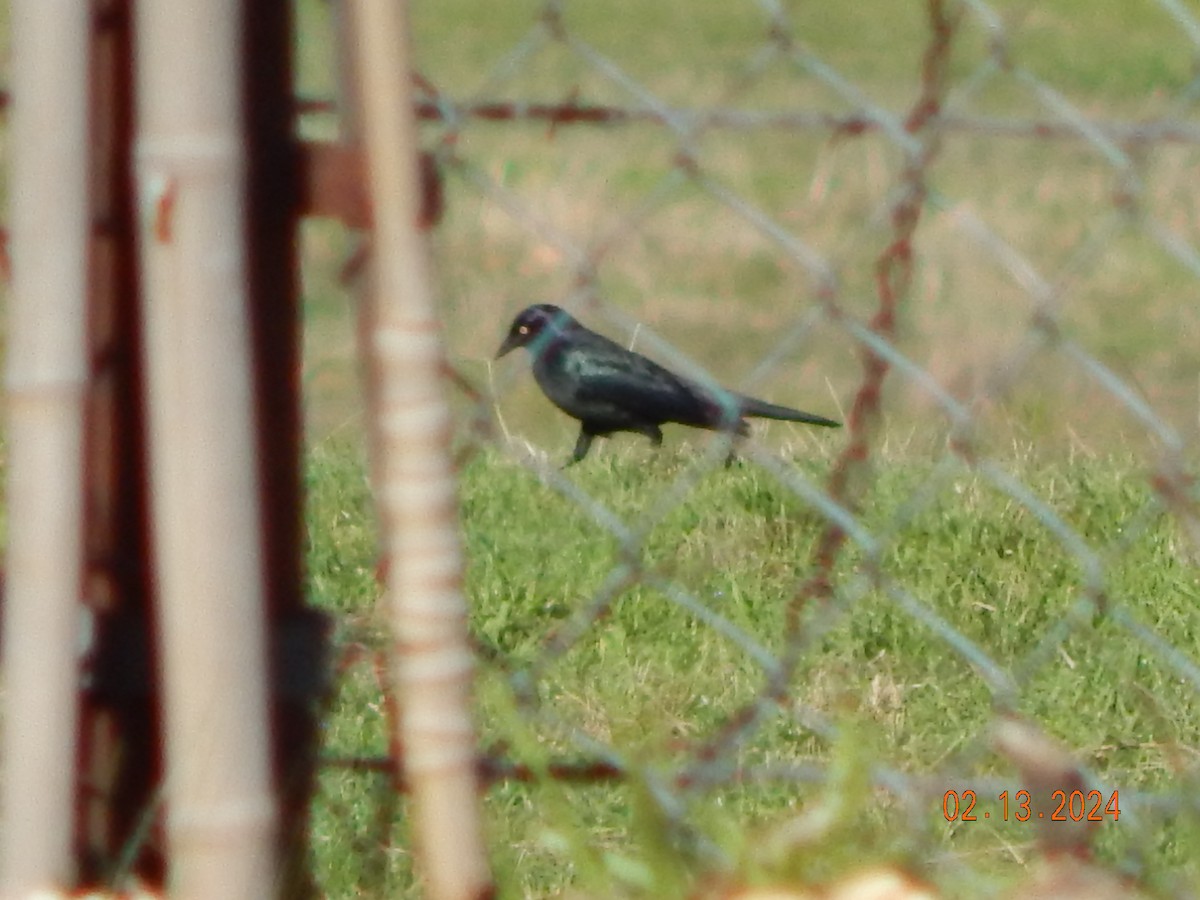 Brewer's Blackbird - ML614798304