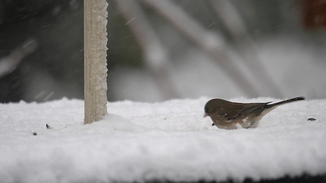 Dark-eyed Junco (Slate-colored) - ML614798338