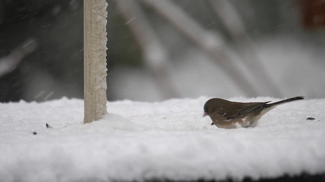 Junco ardoisé (hyemalis/carolinensis) - ML614798338