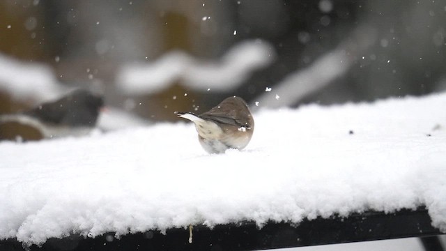 Junco ardoisé (hyemalis/carolinensis) - ML614798341