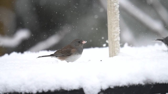 Юнко сірий (підвид cismontanus) - ML614798352