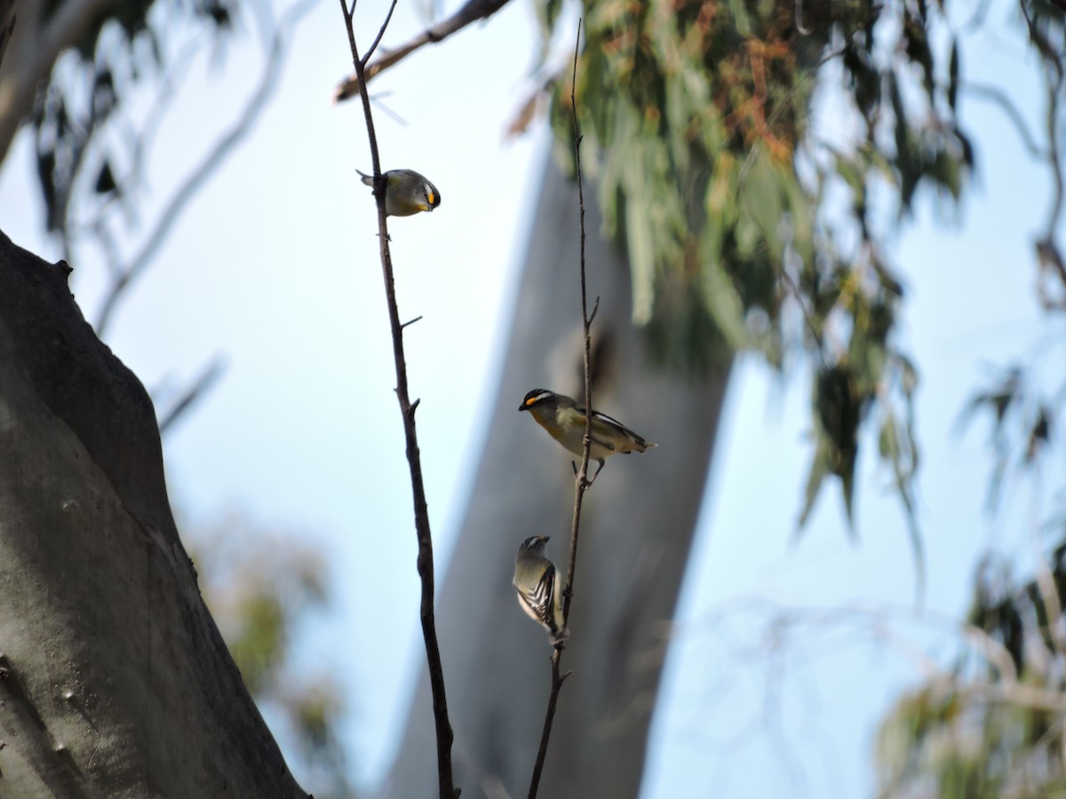 Striated Pardalote - ML614798357