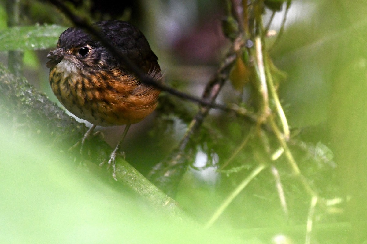 Thicket Antpitta - ML614798361