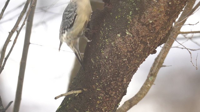 Red-bellied Woodpecker - ML614798364