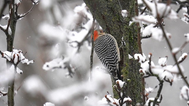 Red-bellied Woodpecker - ML614798365