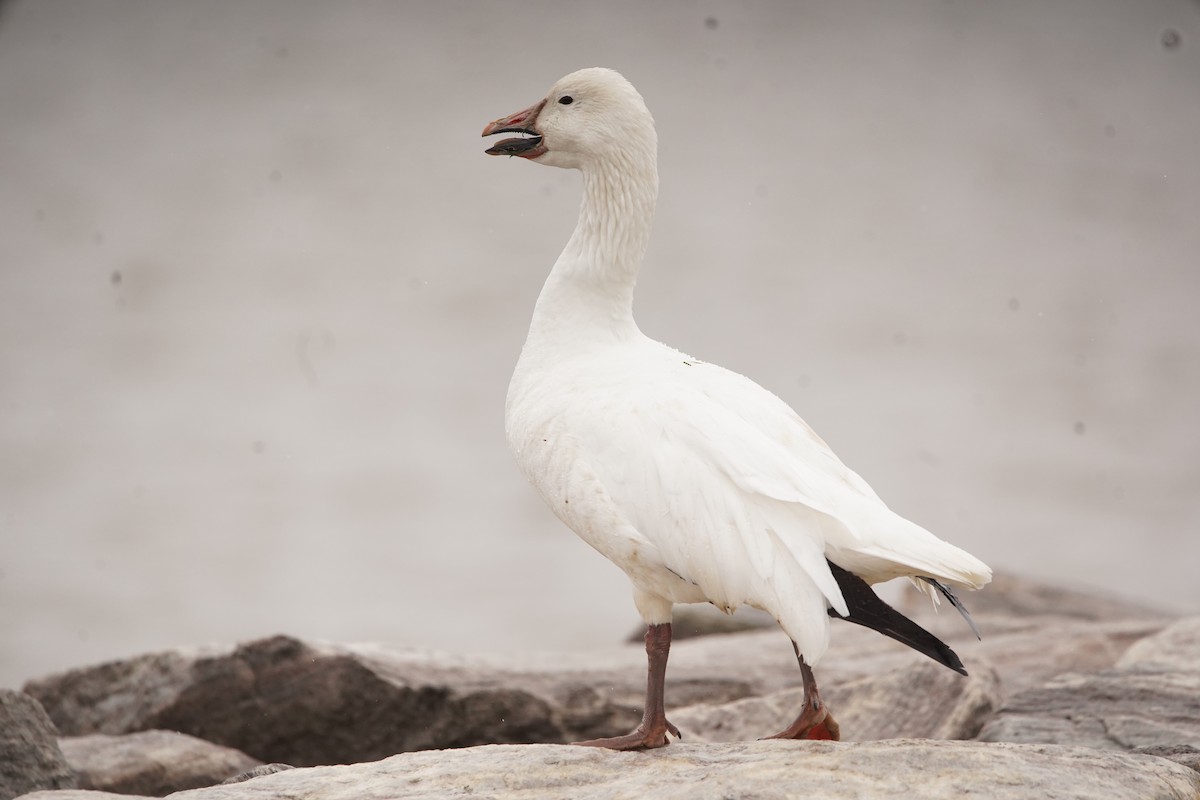 Snow Goose - Nick Huber