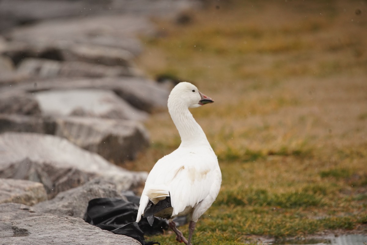 Snow Goose - Nick Huber