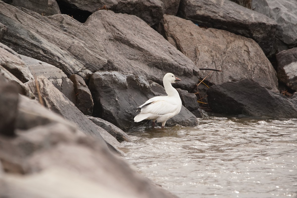 Snow Goose - Nick Huber