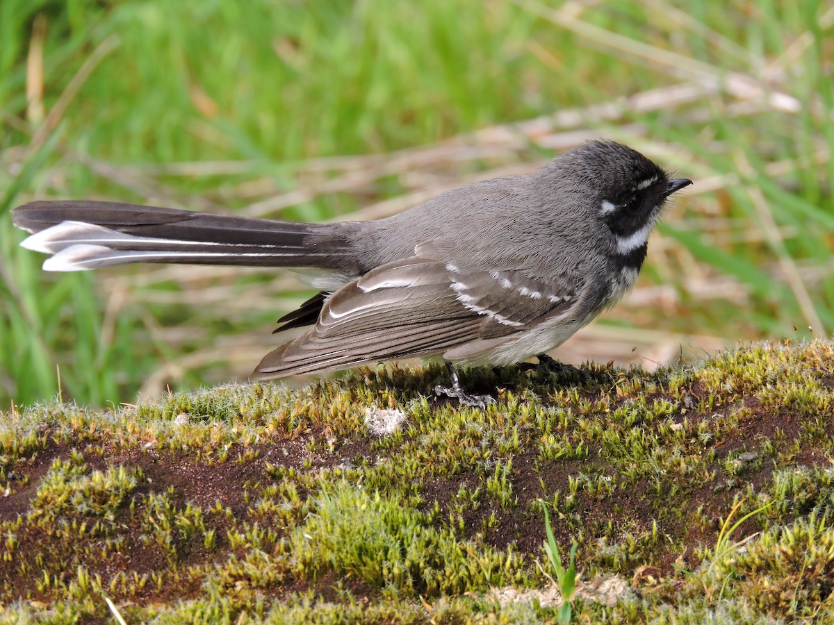 Gray Fantail - ML614798402