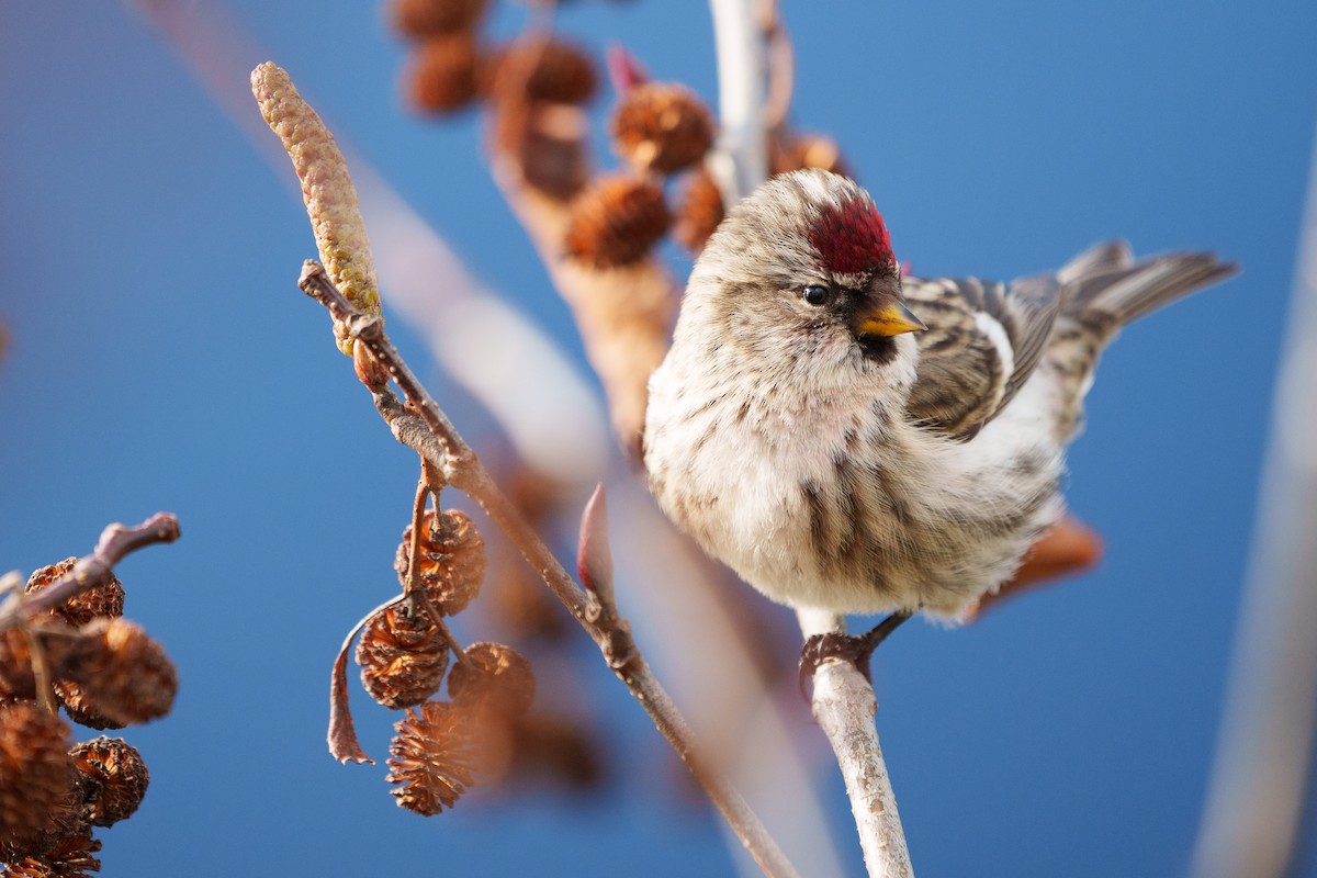 Common Redpoll - ML614798404